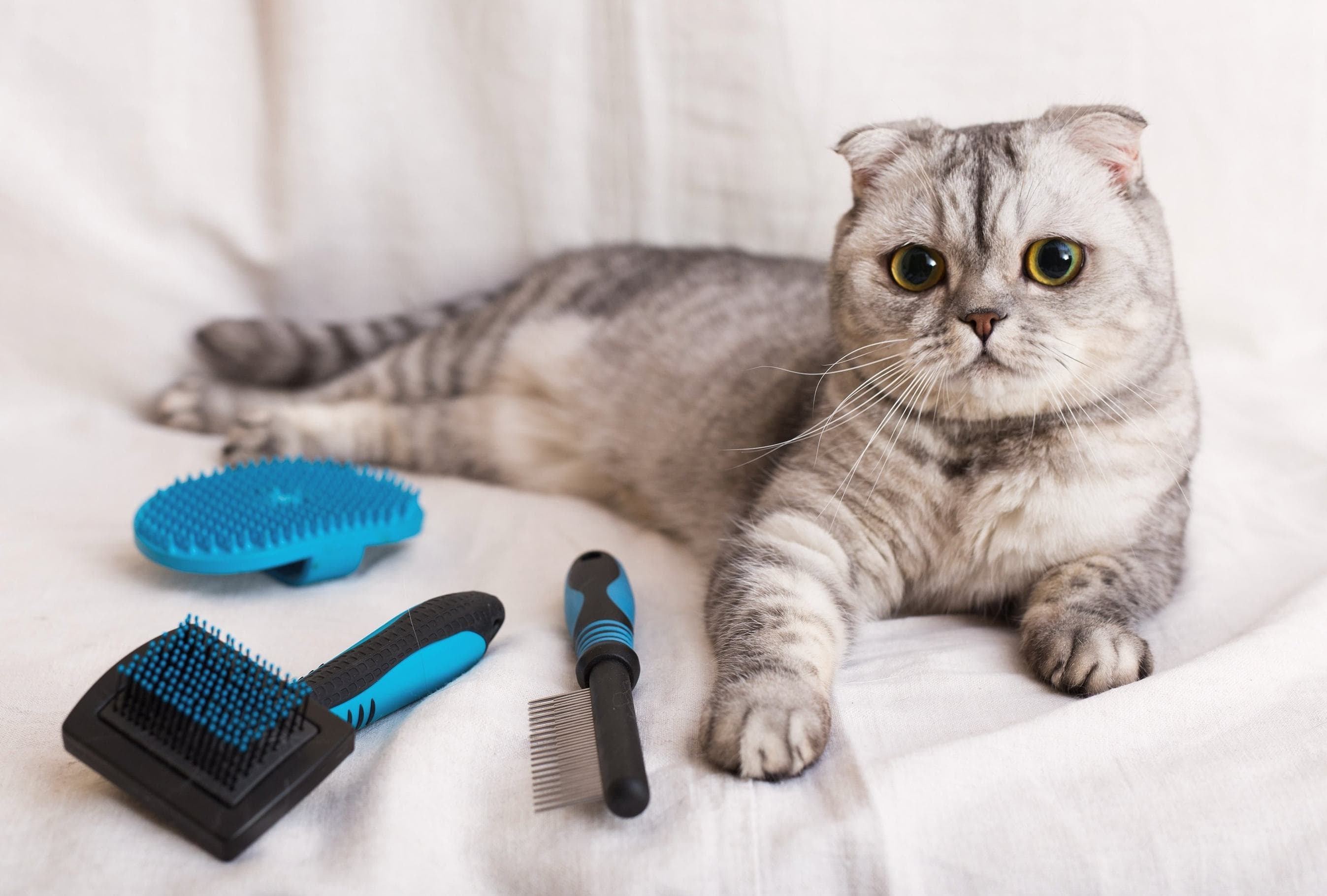 Whiskas brand imagery