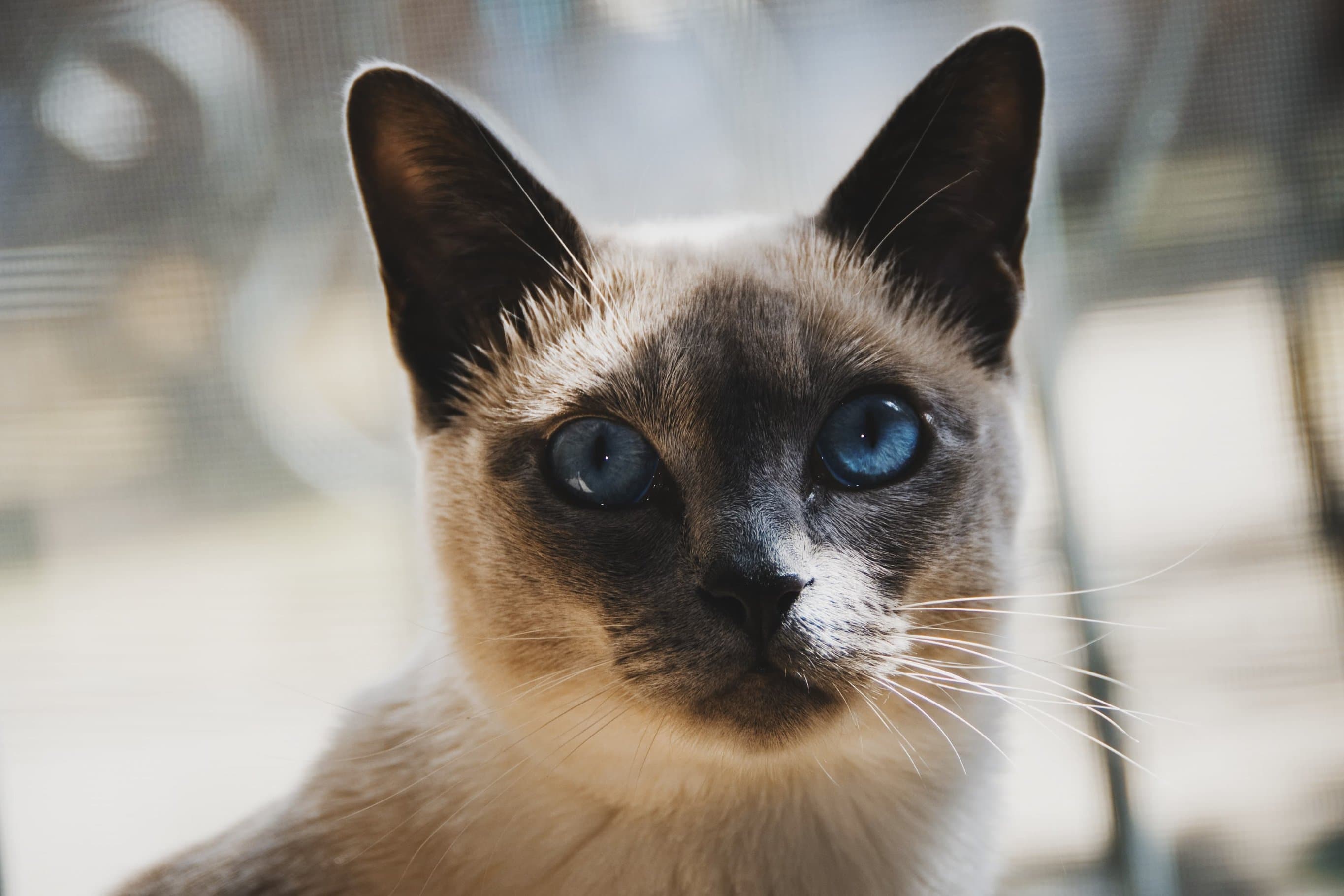 Whiskas brand imagery