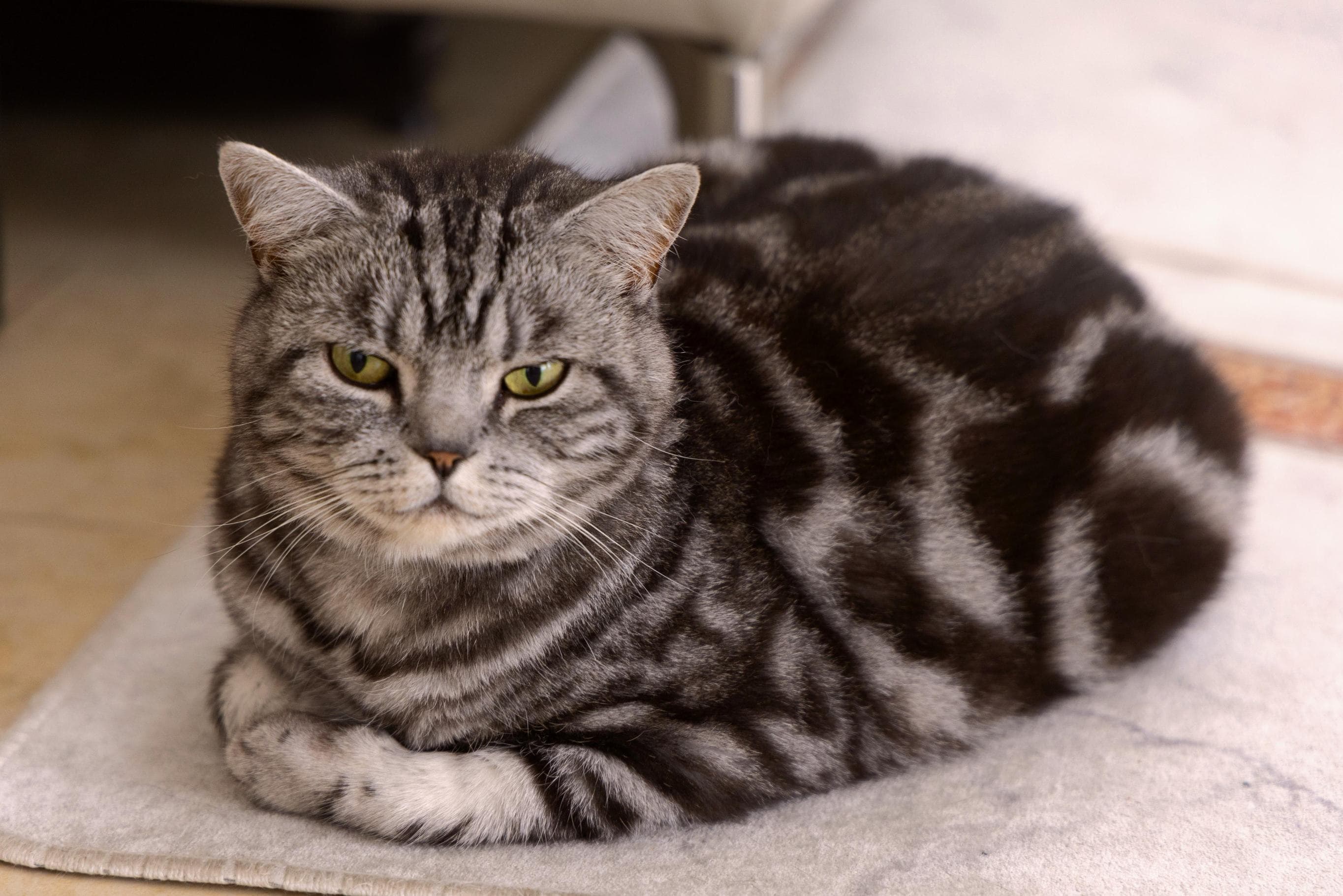 Whiskas brand imagery