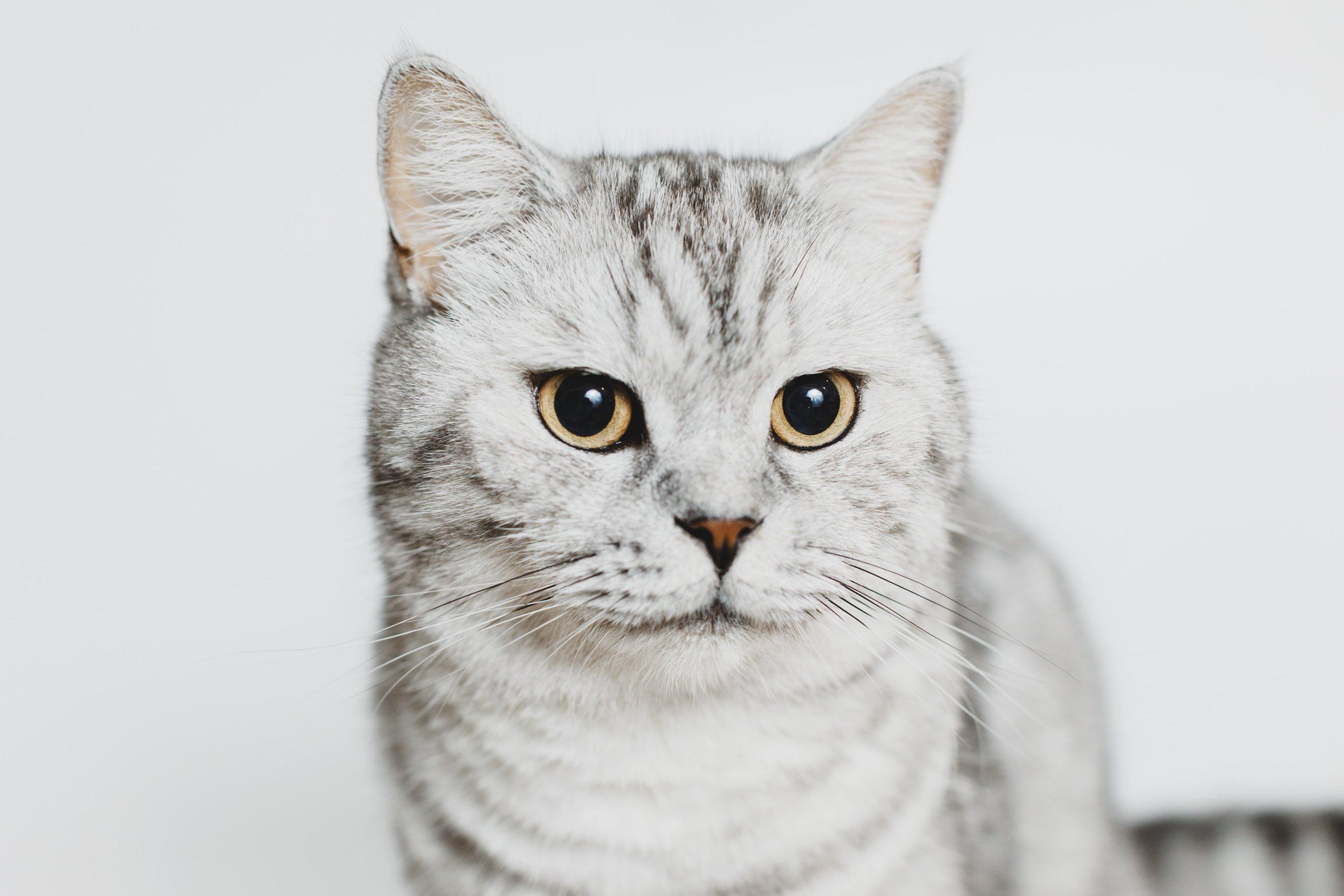 Что хочет сказать кошка?