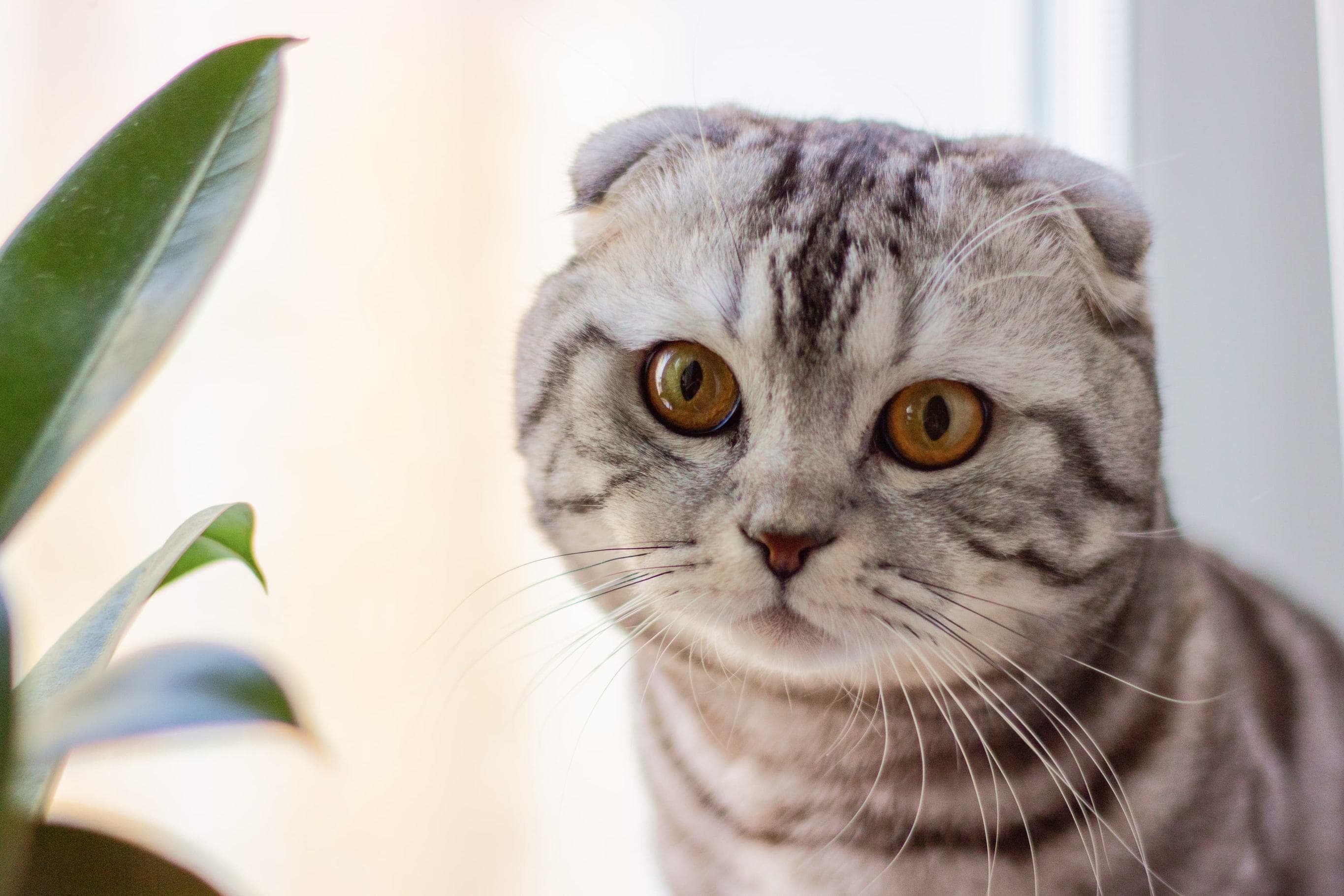 Whiskas brand imagery
