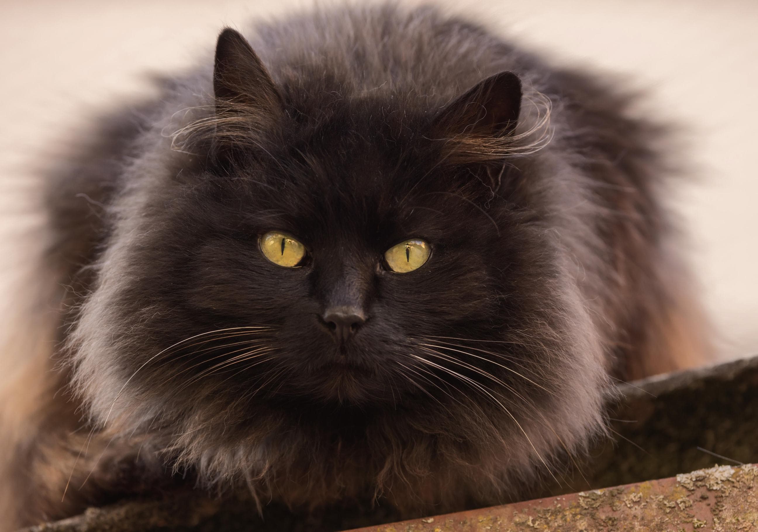 Whiskas brand imagery