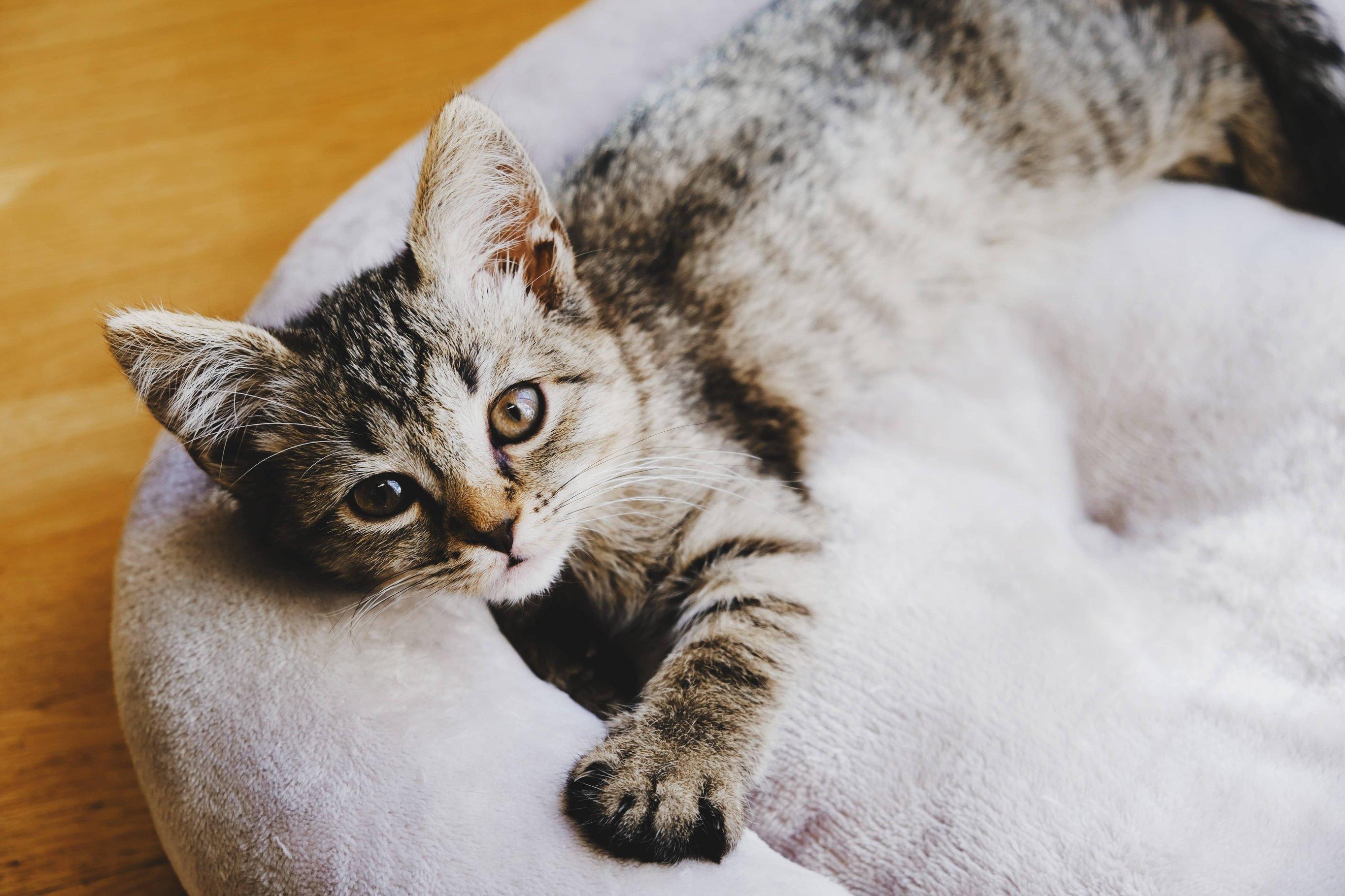 Блохи у котенка