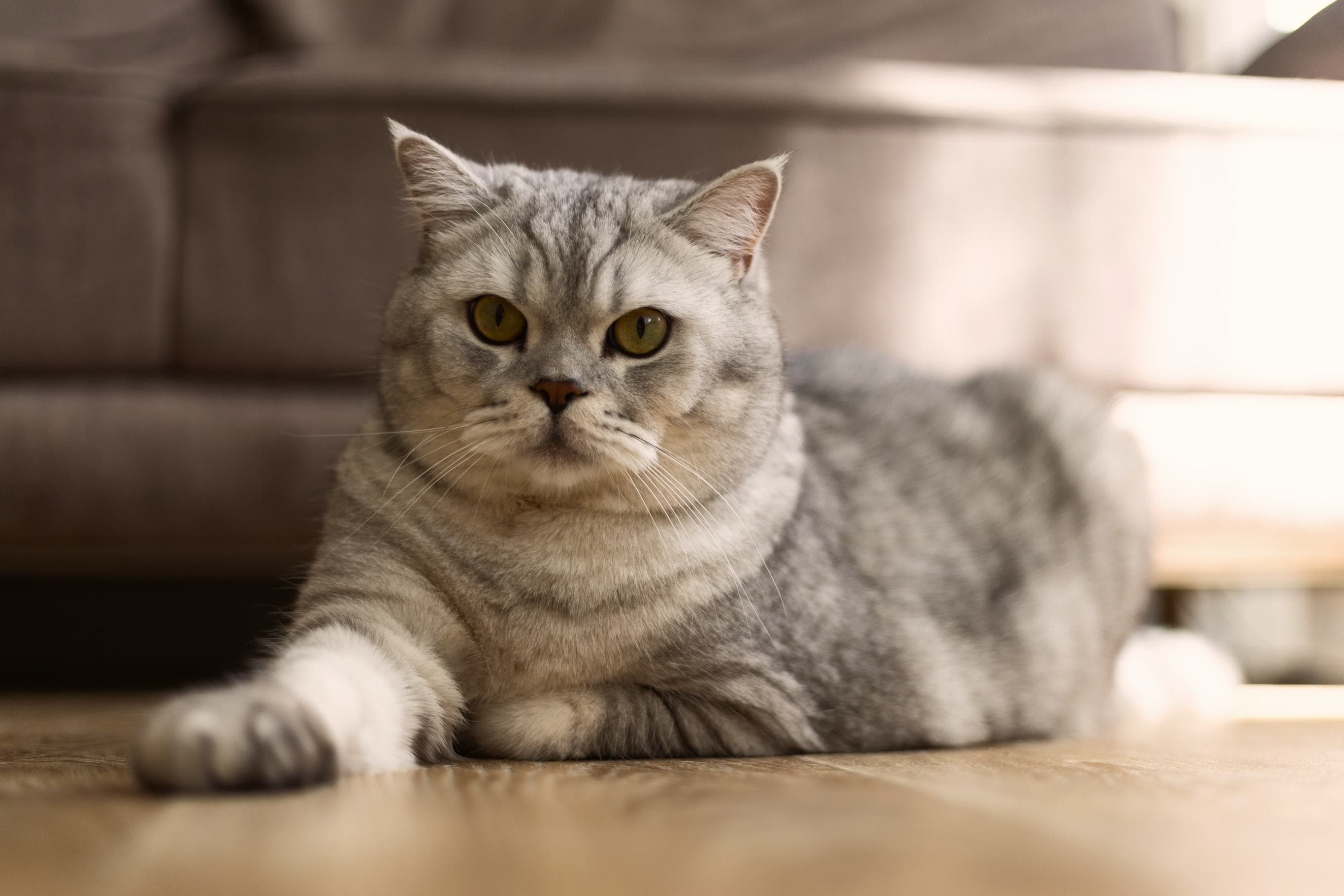Whiskas brand imagery