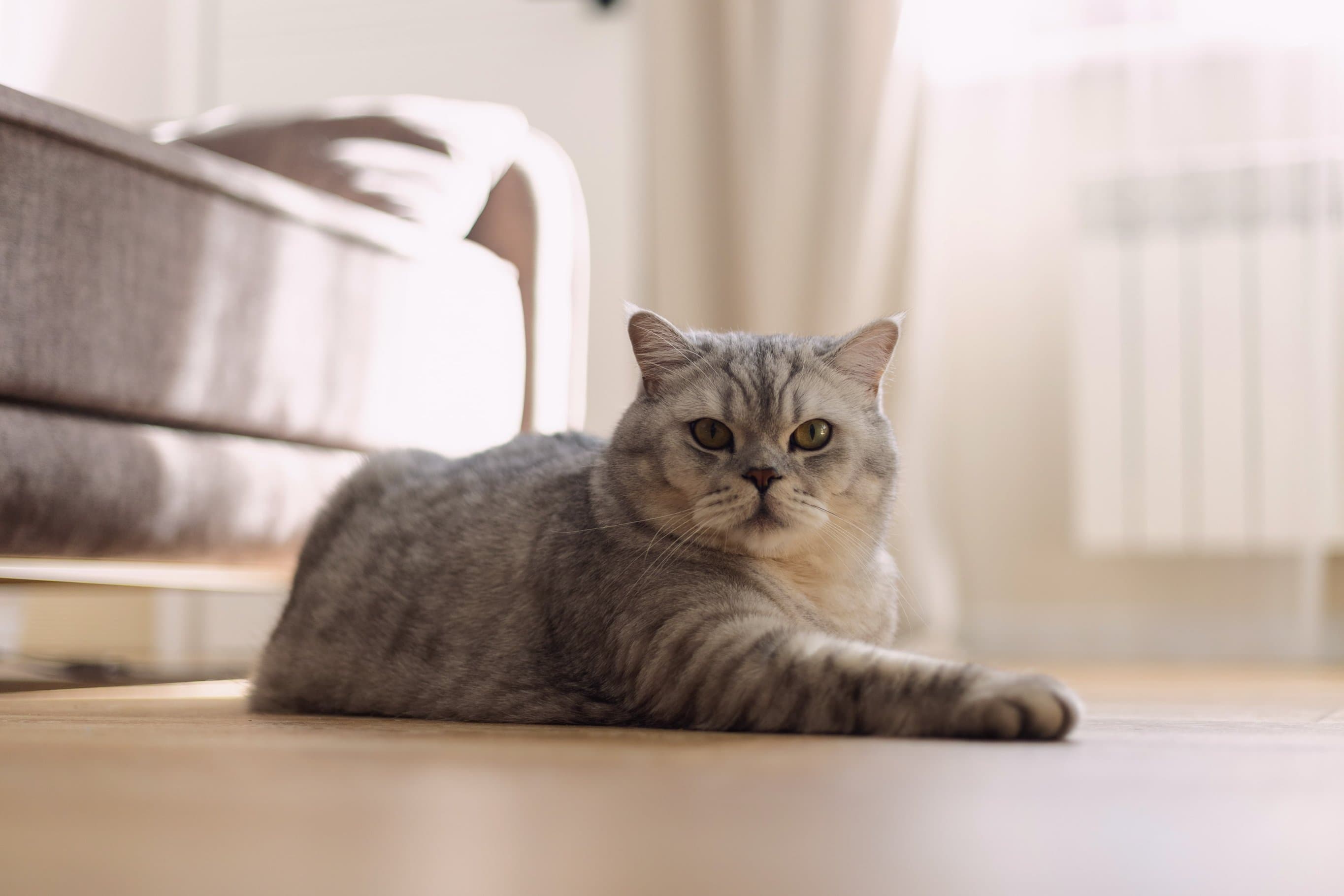 Кошка шипит