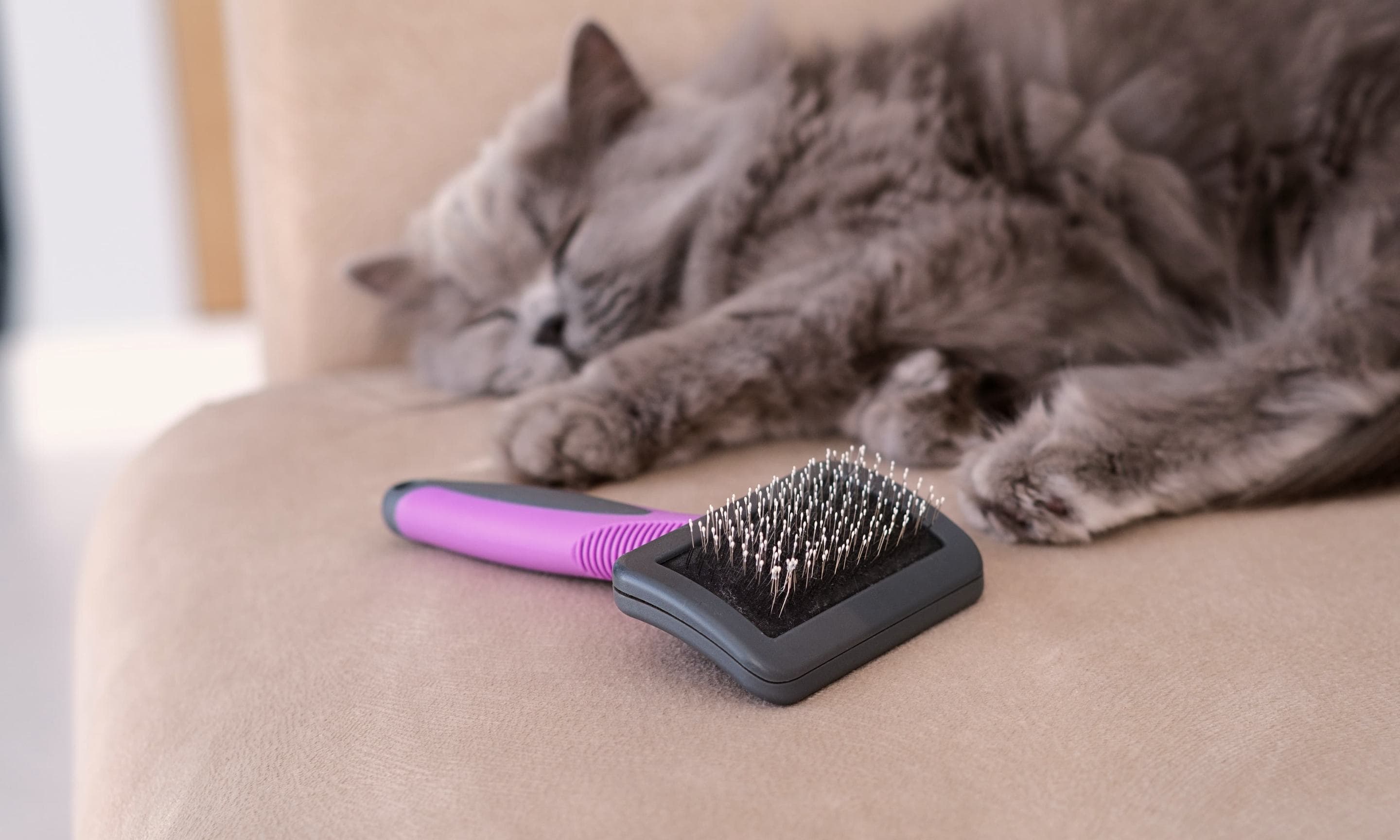 Whiskas brand imagery