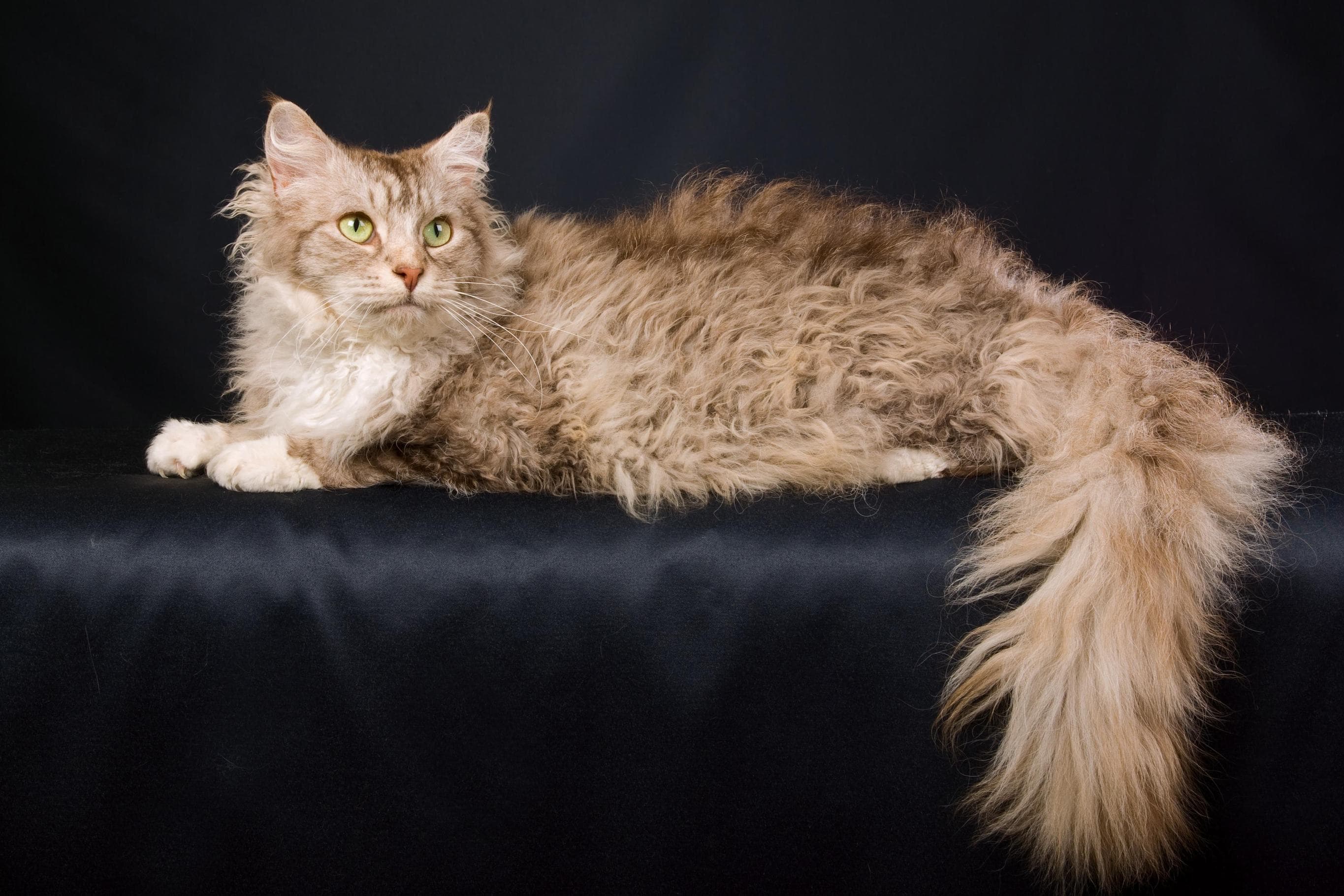Whiskas brand imagery