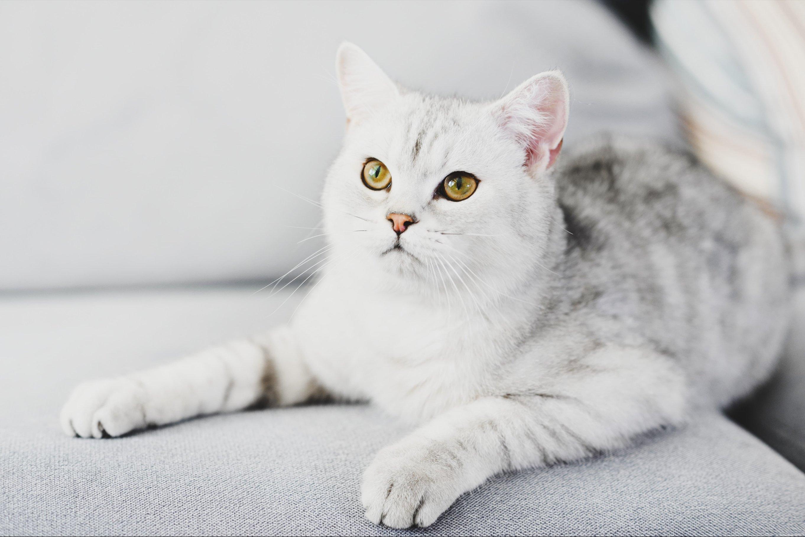 Как правильно стричь когти кошке?