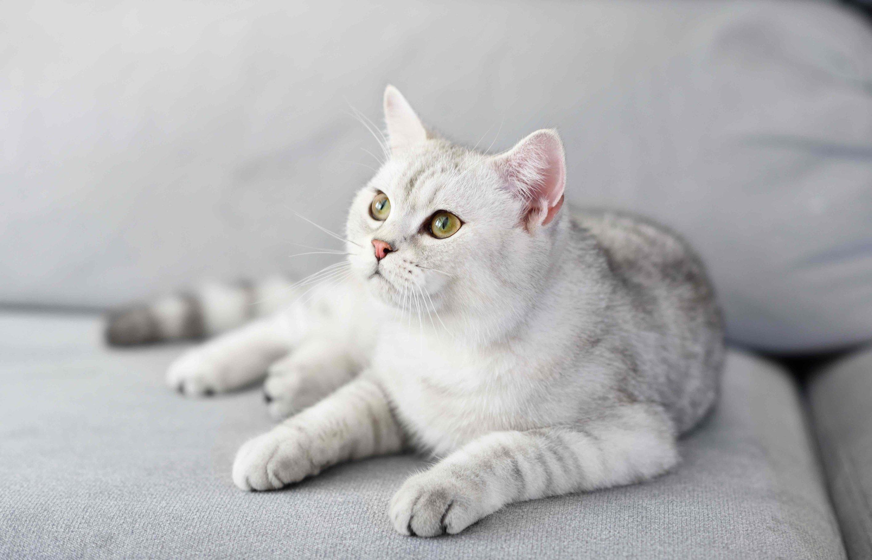Whiskas brand imagery
