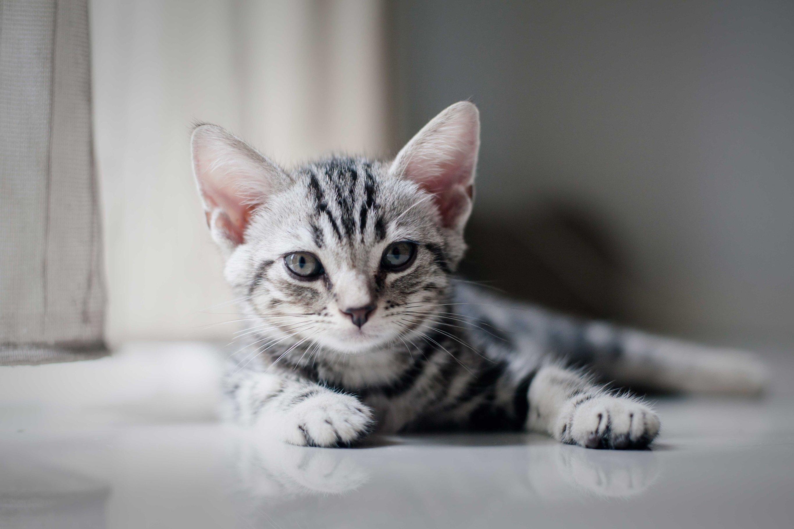 Сопли у котенка