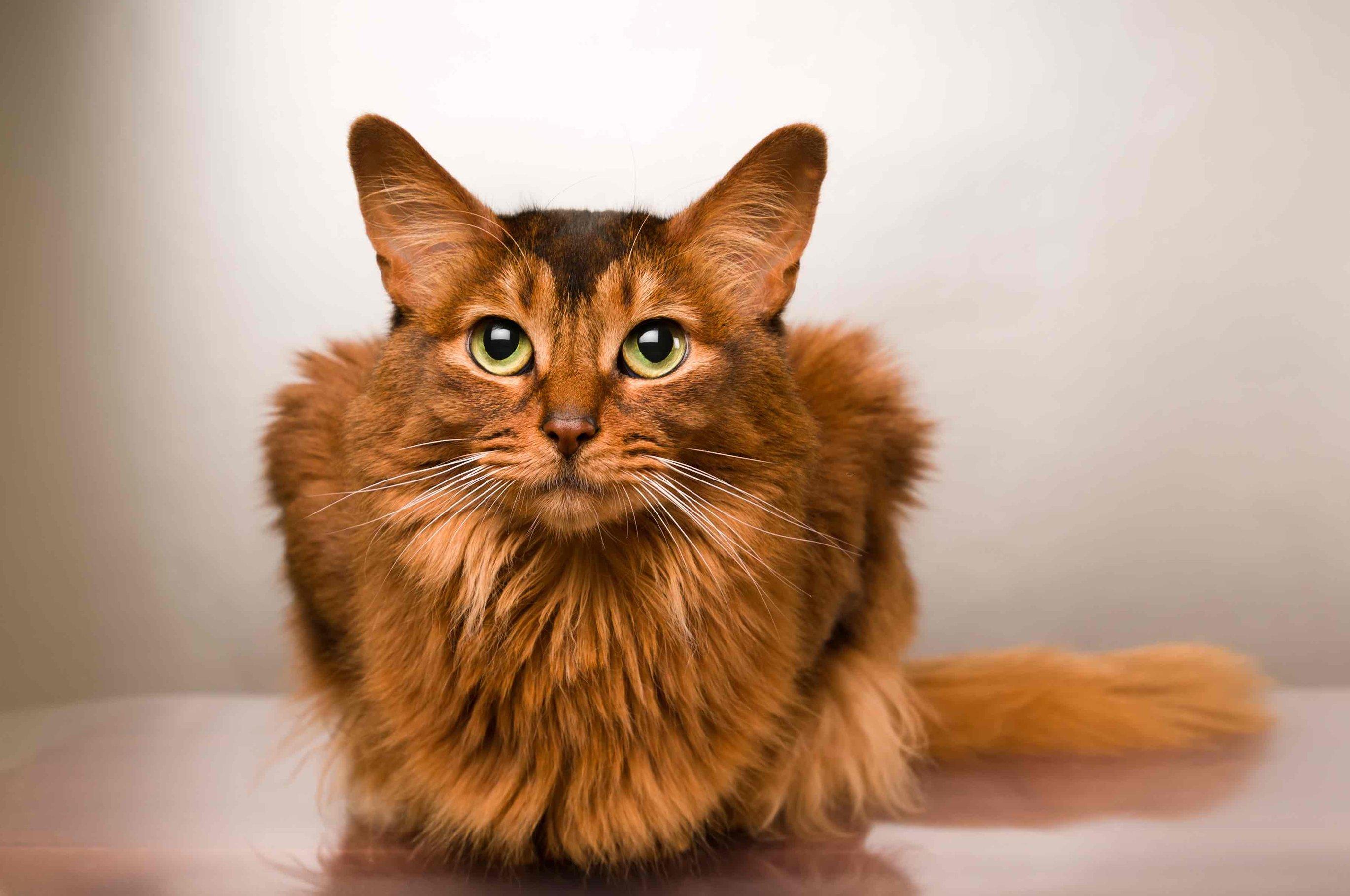 Сомалийская кошка