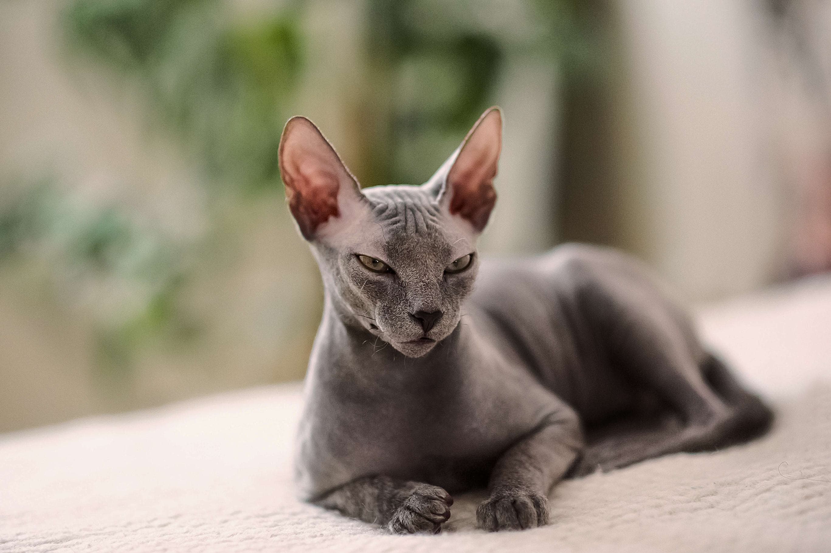 Whiskas brand imagery