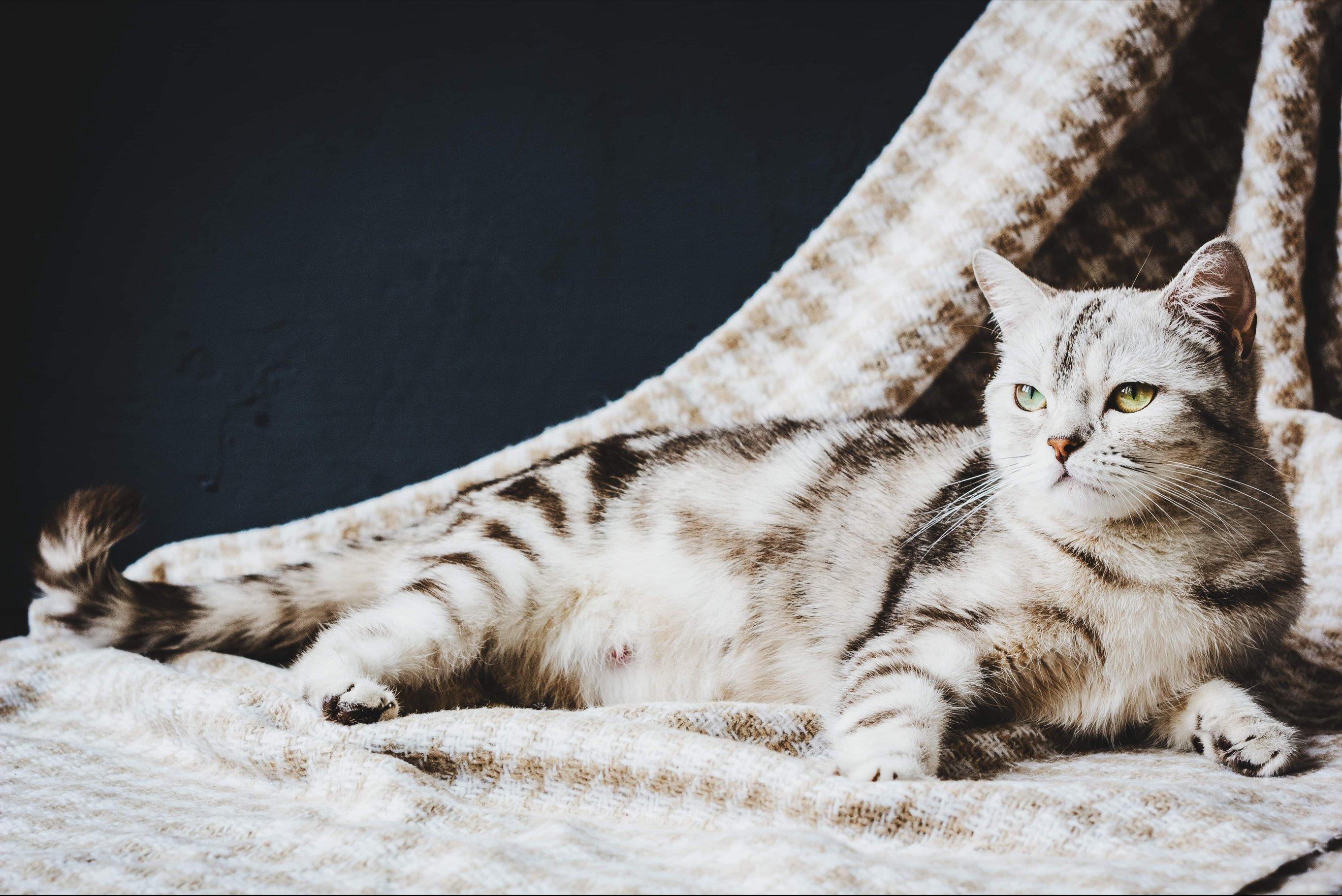 Роды у кошки