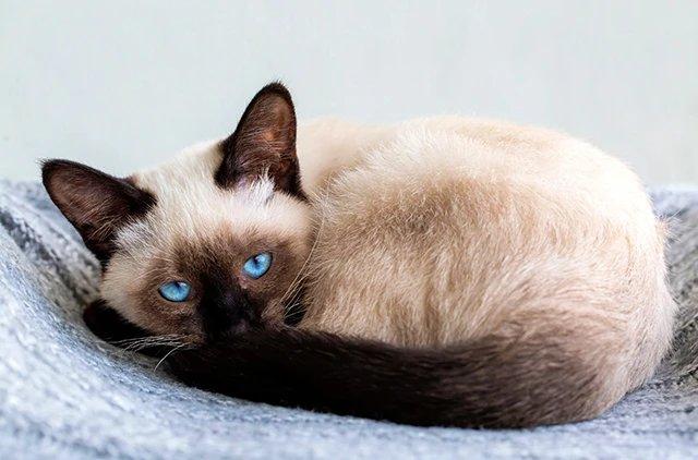 Сиамская кошка