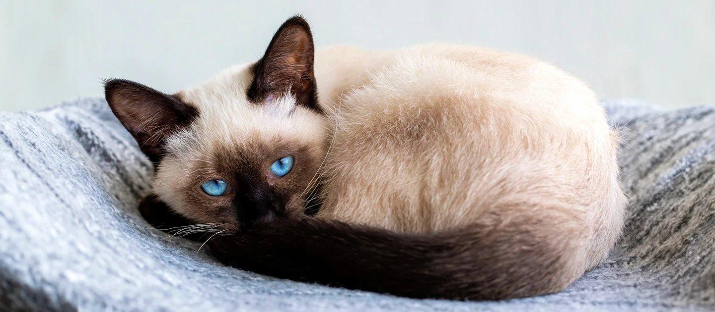 Whiskas brand imagery