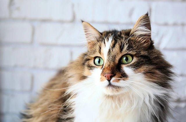 Сибирская кошка