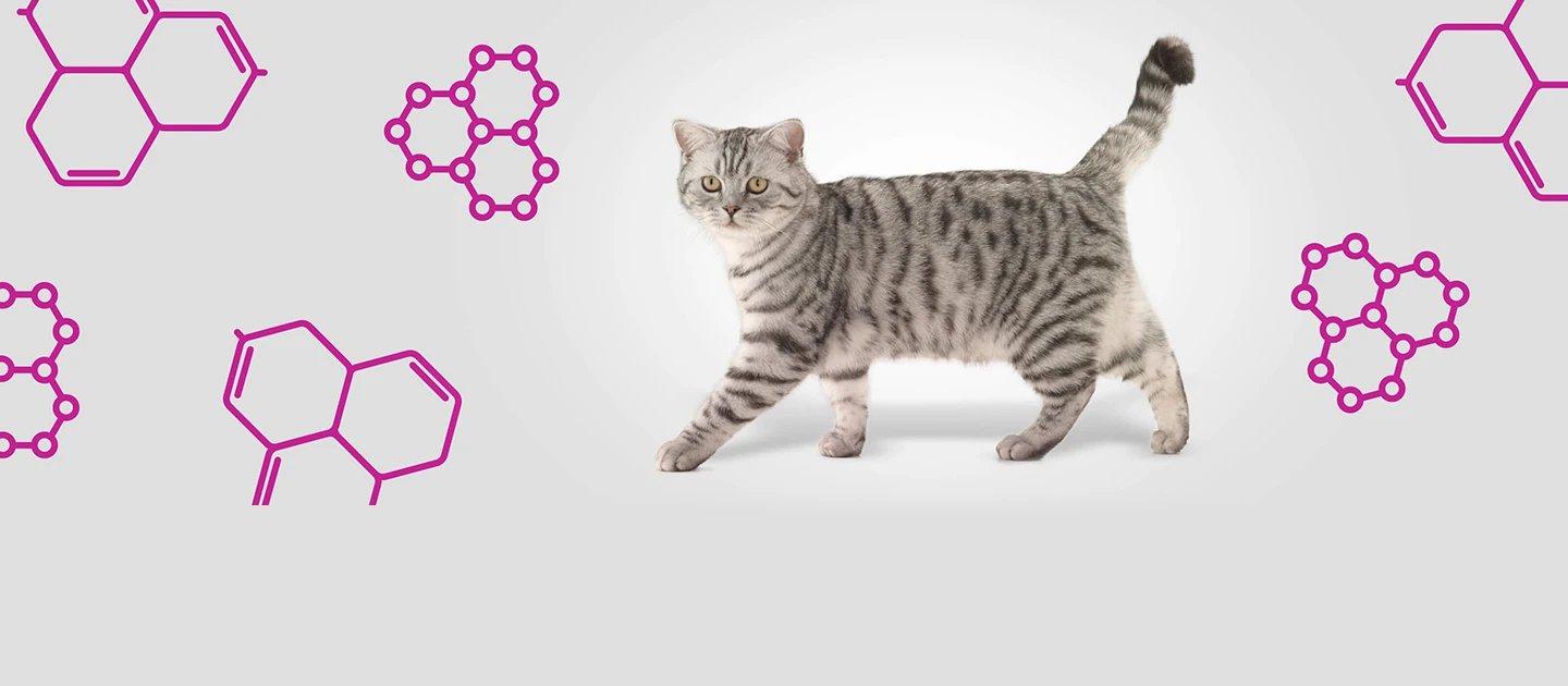 Whiskas brand imagery