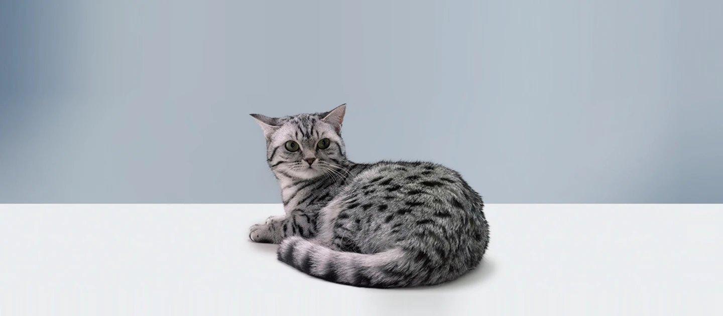 Whiskas brand imagery