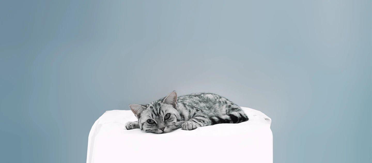 Whiskas brand imagery