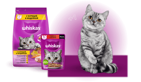 Взрослая кошка