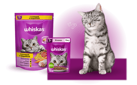 Кошка старше 7 лет