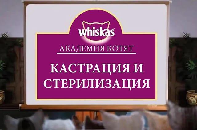 sterilizatsiya-u-koshek-i-kotov-vidy-i-rekomendatsii_1620201427829