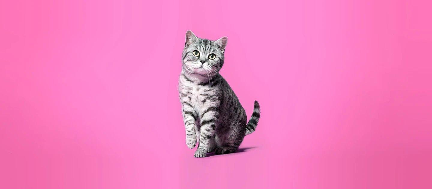 Whiskas brand imagery