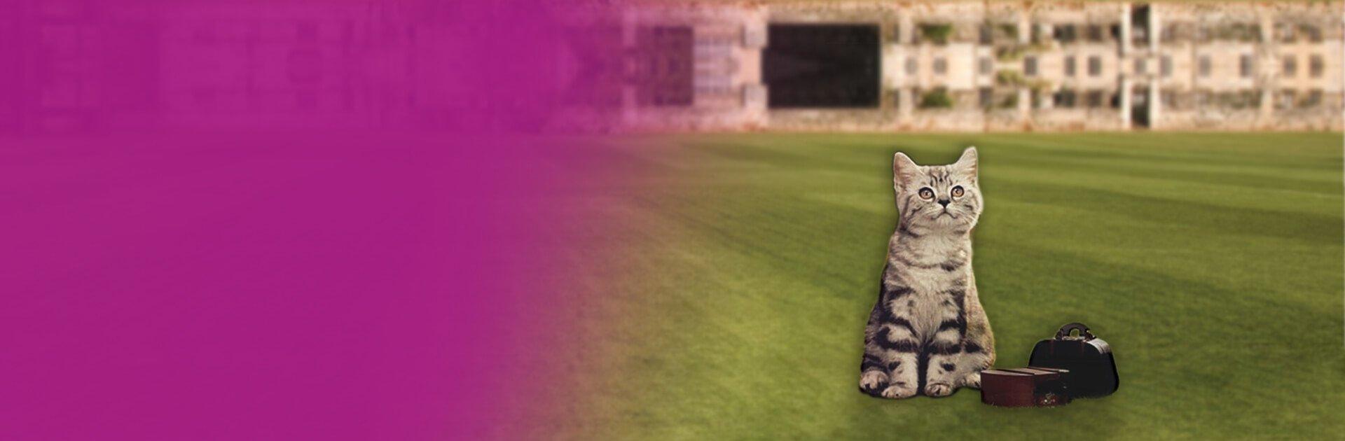 Whiskas brand imagery