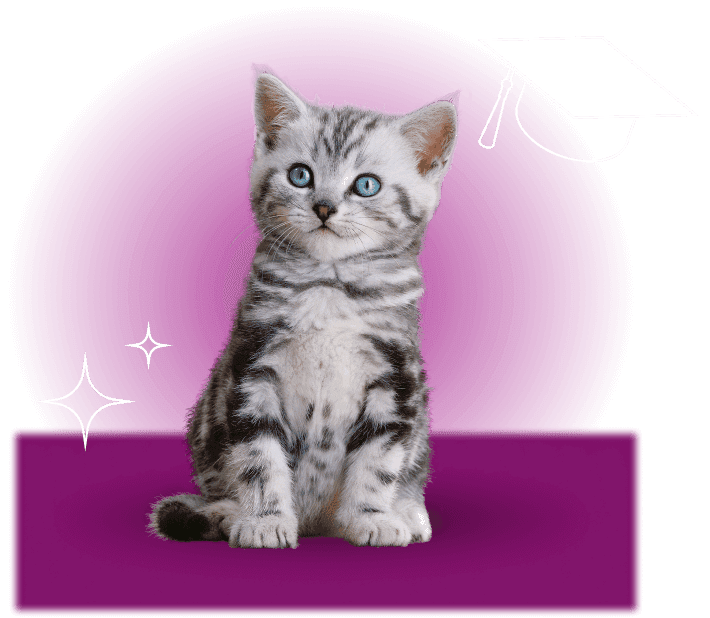 subcategory_academykittens