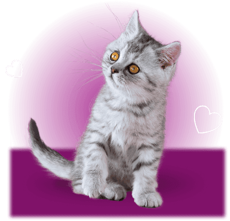 subcategory_care