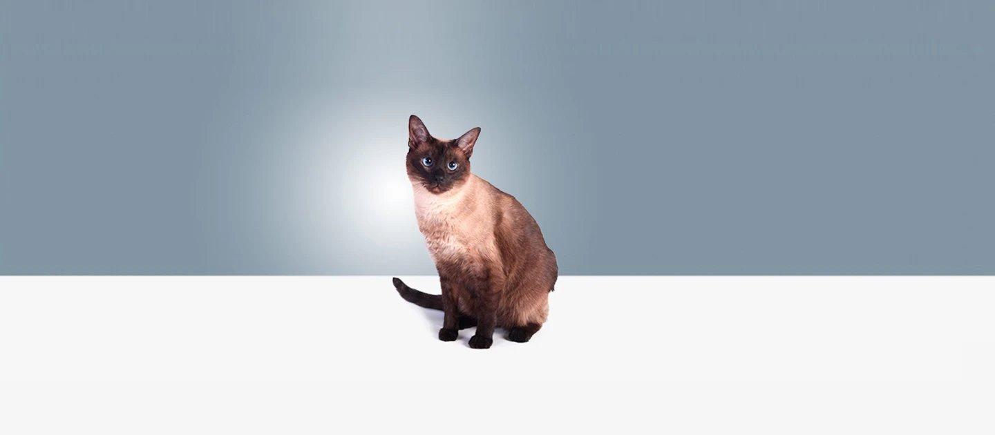 Whiskas brand imagery