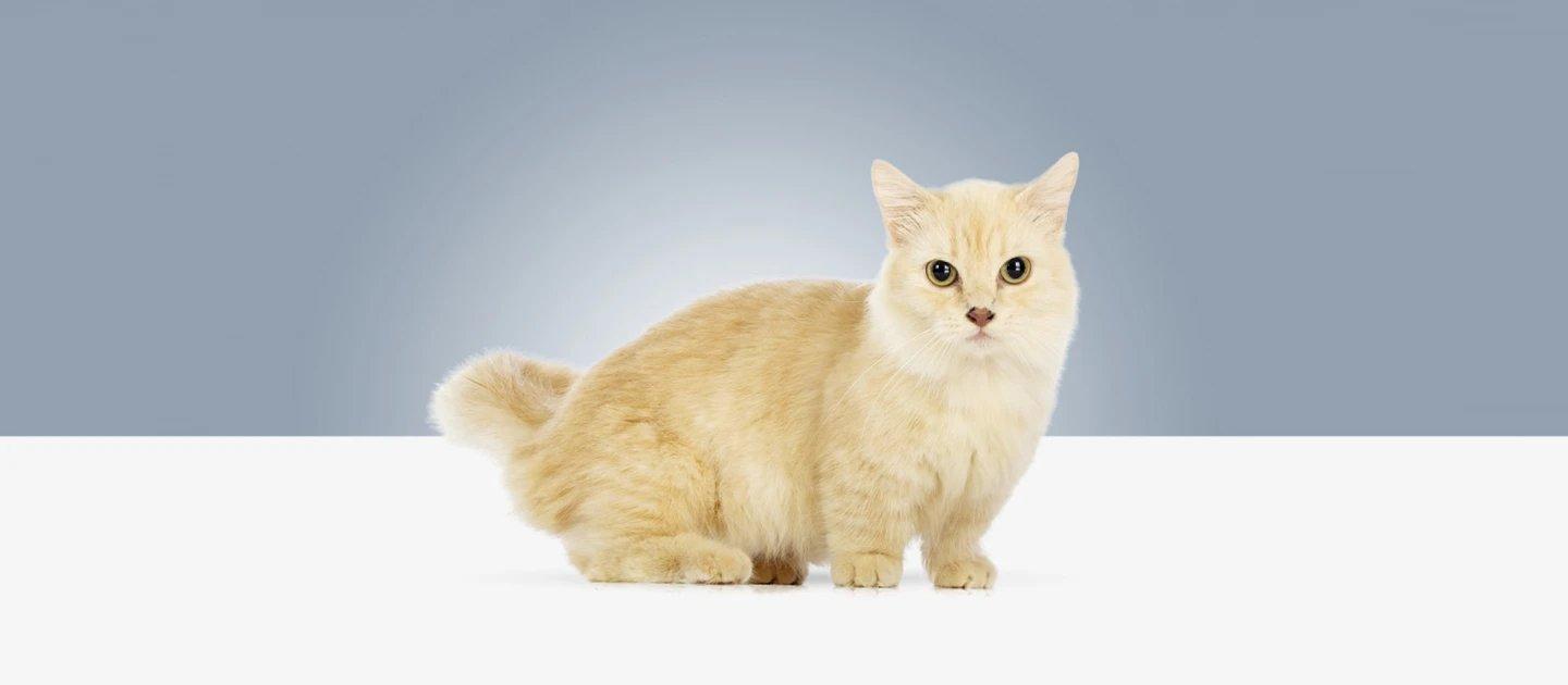 Whiskas brand imagery