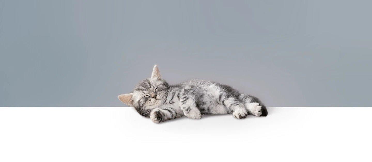 Whiskas brand imagery