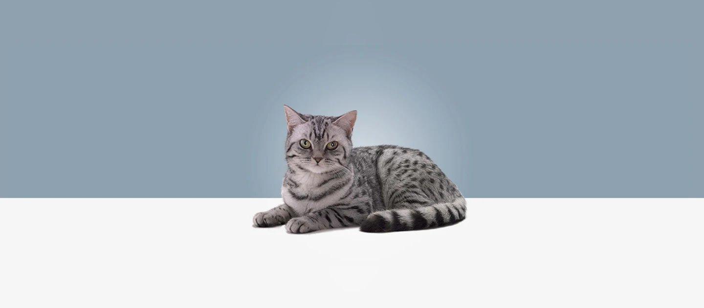 Whiskas brand imagery