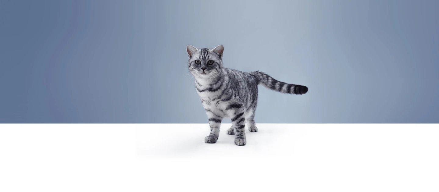 Whiskas brand imagery