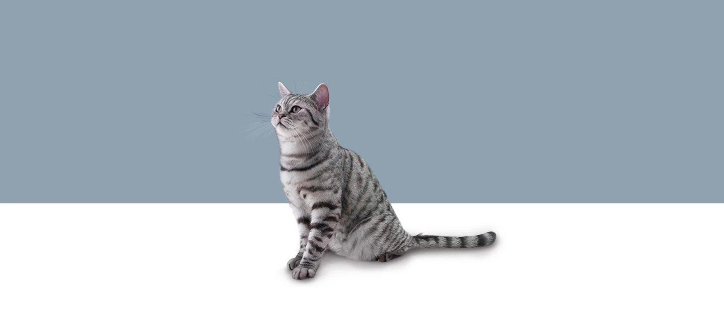 Whiskas brand imagery