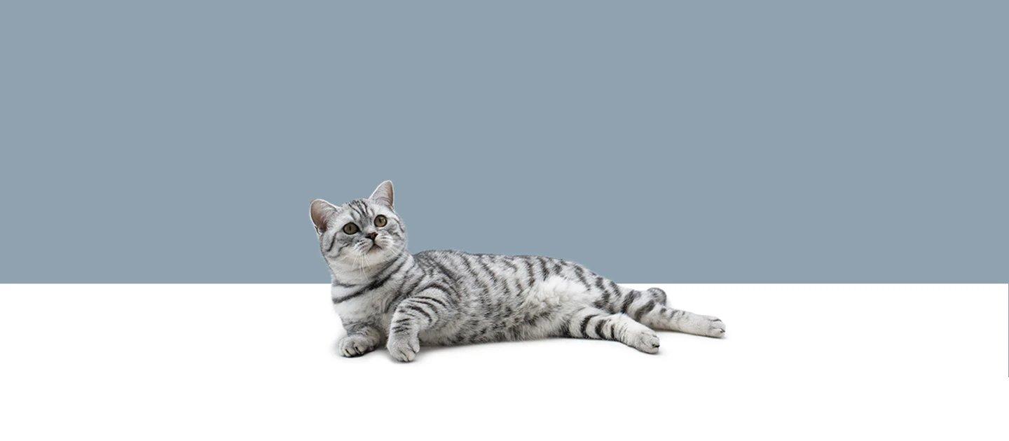 Whiskas brand imagery