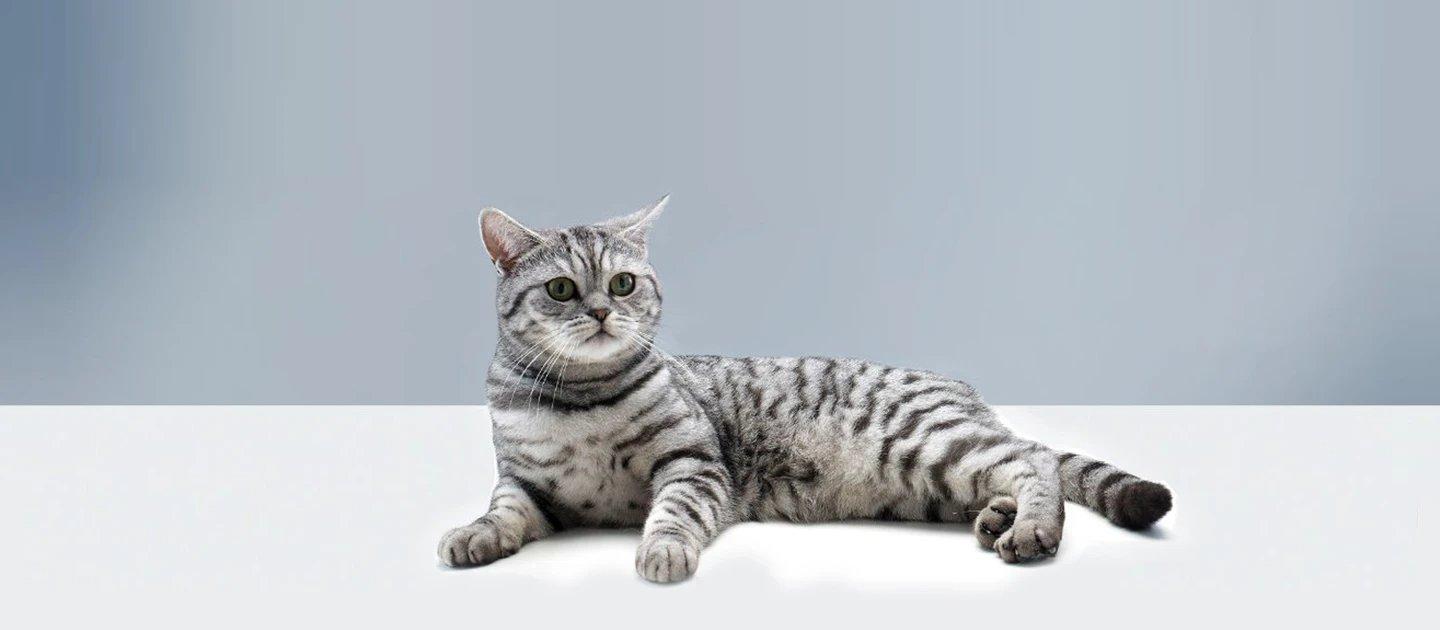 Whiskas brand imagery