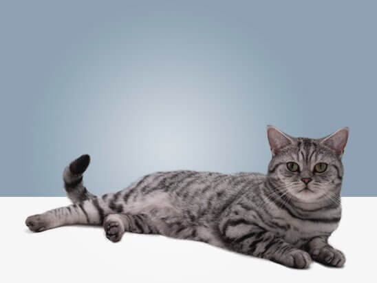 Стерилизация у кошек: виды и рекомендации